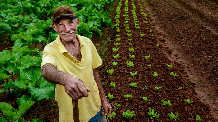 Trabalhador rural em plantação para ilustrar a aposentadoria por idade rural.